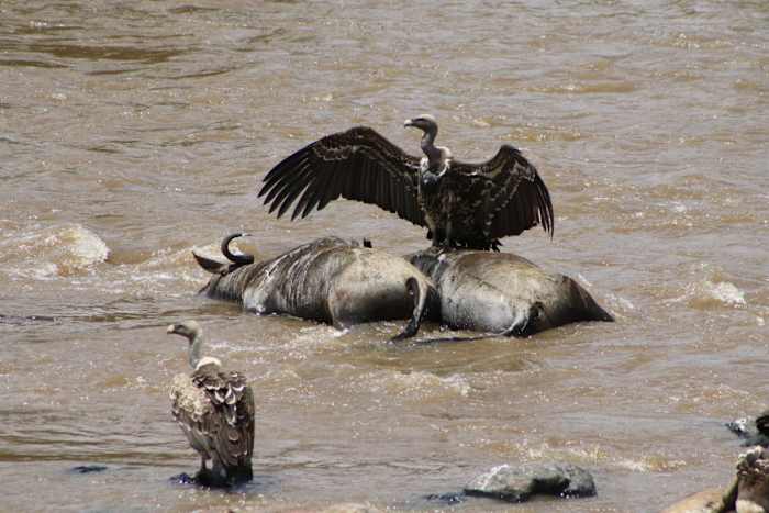 vulture river carcass (2) - GALLERY.JPG